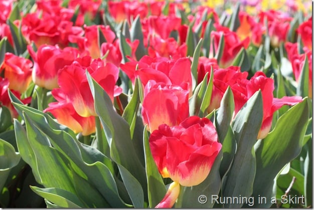 Visiting the Biltmore in Spring is the perfect time to catch the flowers bloom!  The Biltmore Tulips are spectacular!