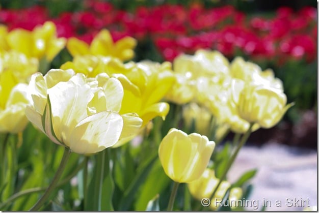 Visiting the Biltmore in Spring is the perfect time to catch the flowers bloom!  The Biltmore Tulips are spectacular!