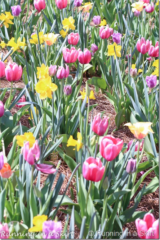 Visiting the Biltmore in Spring is the perfect time to catch the flowers bloom!  The Biltmore Tulips are spectacular!