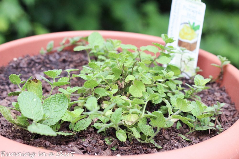 Fresh pineapple mint growing in a pot.