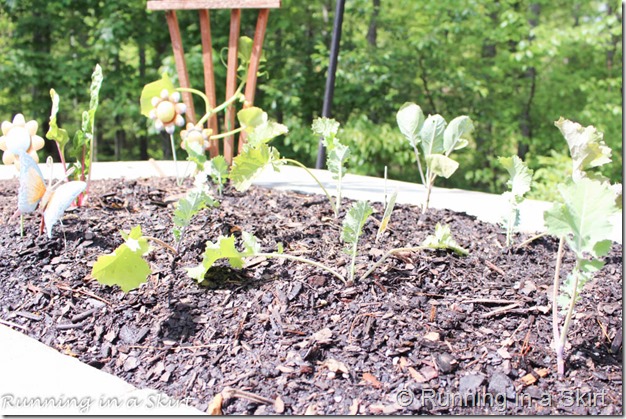 how to build an herb tower-4