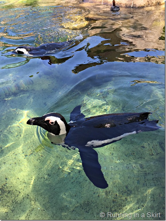 national aviary penguin