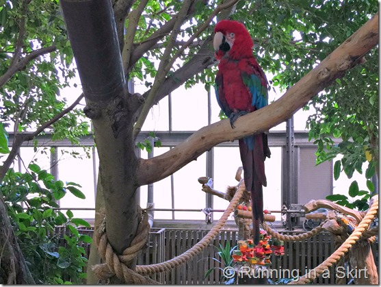 national aviary scarlett mccaw