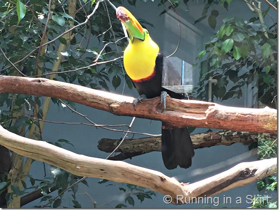 national aviary tucan