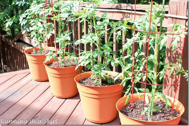 tomato plants on deck / running in a skirt