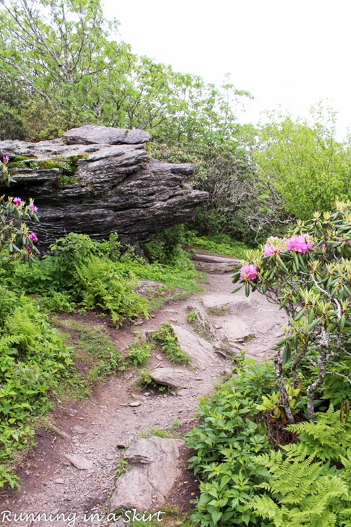 Craggy Pinnacle Hiking trail near Asheville NC.