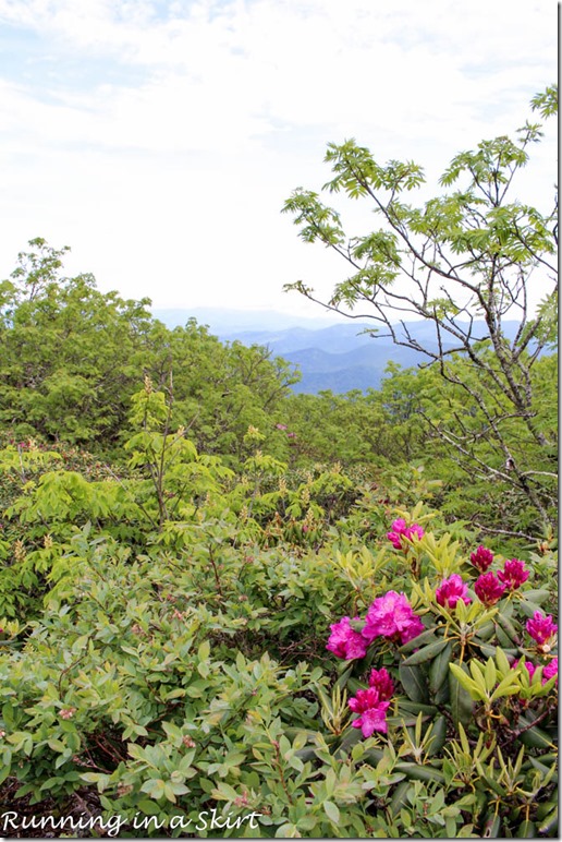 craggy gardens hike-129-10