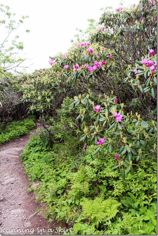 craggy gardens hike-163-14