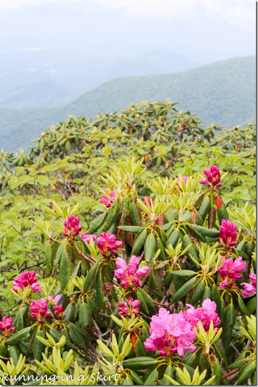 craggy gardens hike-196-16