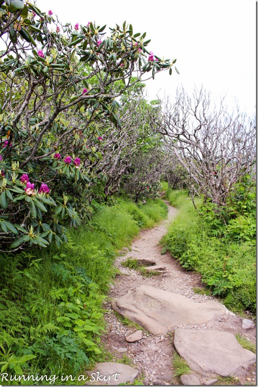 craggy gardens hike-44-2