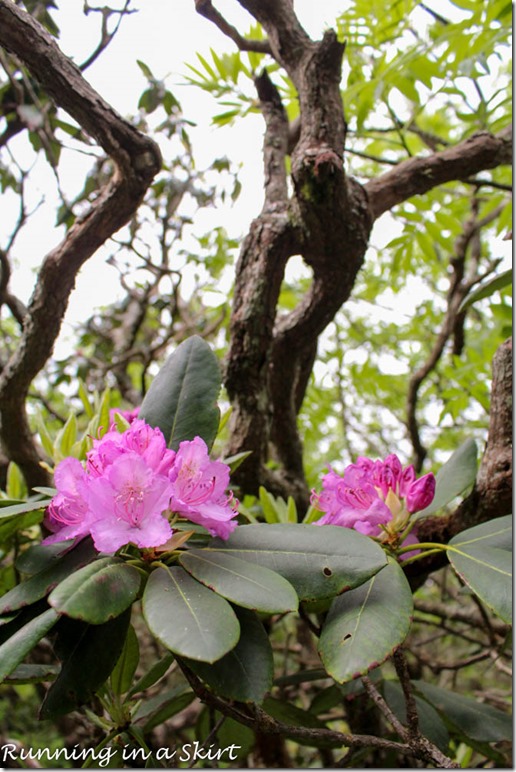 craggy gardens hike-50-3