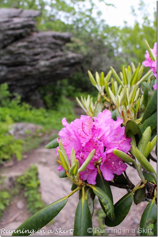 craggy gardens rhodeodendrons-1