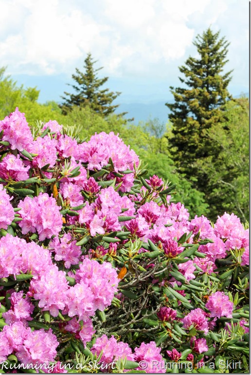 craggy gardens rhodeodendrons-2