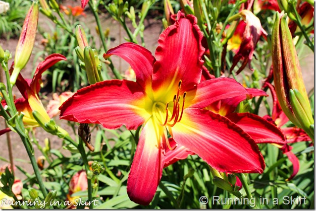 Blue Ridge Day Lilly Farm-19-4