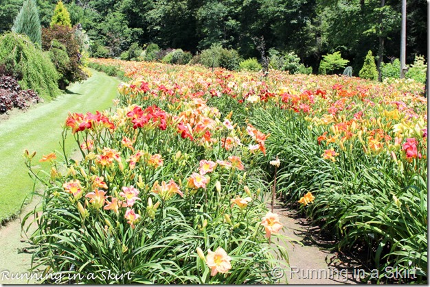 Blue Ridge Day Lilly Farm-2-1