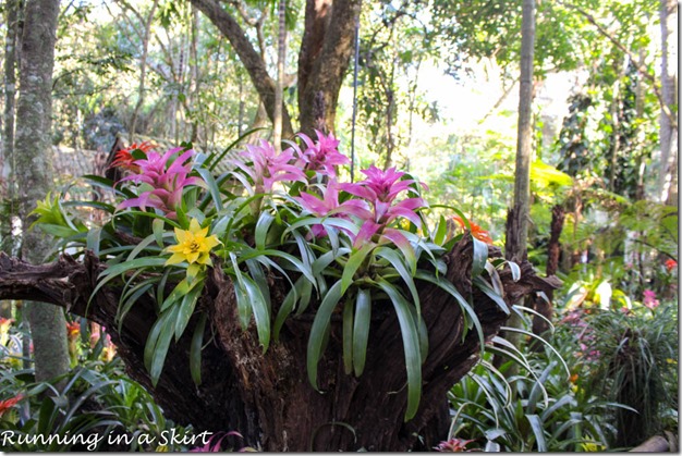 Parque das Aves - Iguazu Bird Park