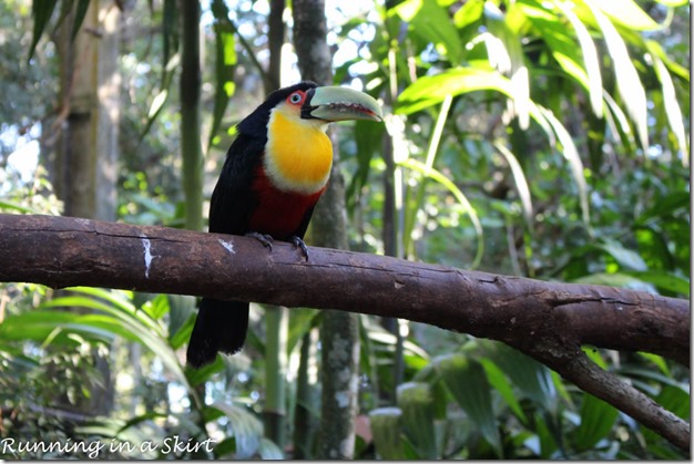 Parque das Aves - Iguazu Bird Park