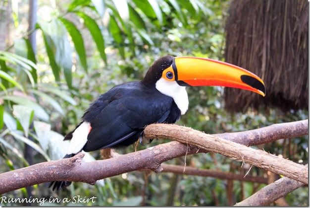 Parque das Aves - Iguazu Bird Park