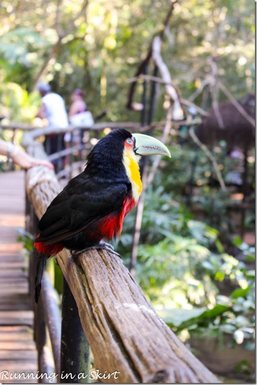 Parque das Aves - Iguazu Bird Park