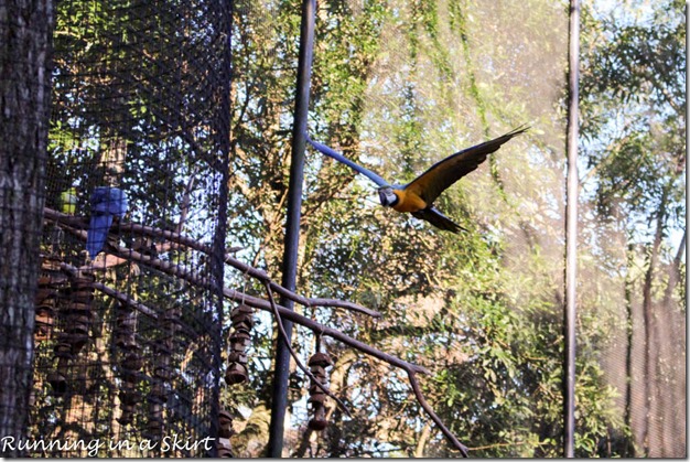 Parque das Aves - Iguazu Bird Park