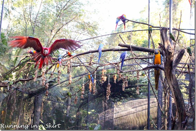 Parque das Aves - Iguazu Bird Park