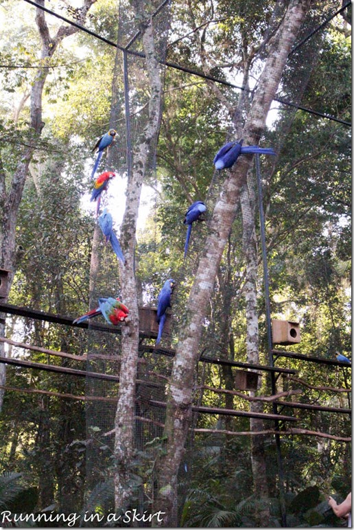 Parque das Aves - Iguazu Bird Park