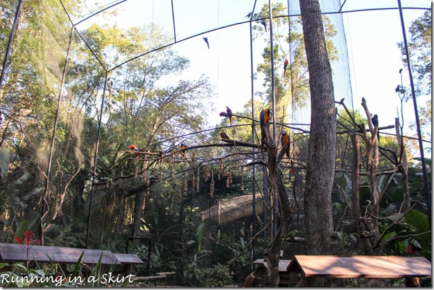 Parque das Aves - Iguazu Bird Park