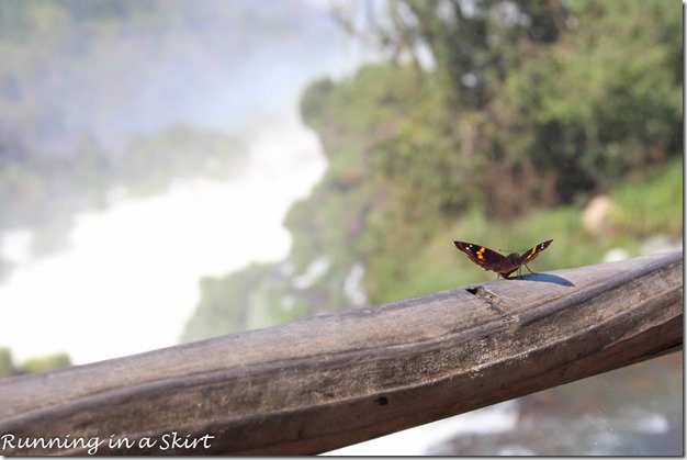 Iguazu Falls- Argentina Side, Butterflys