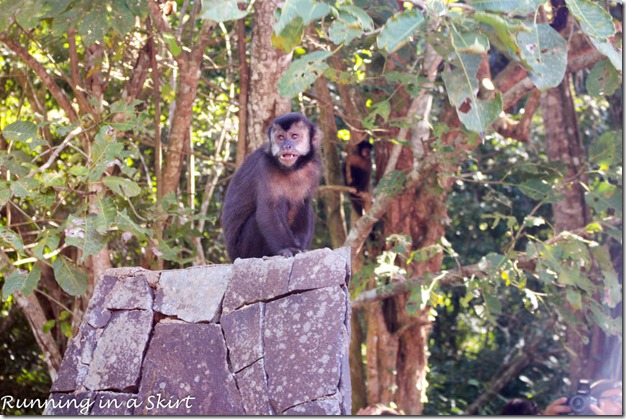 Iguazu Falls- Argentina Side, Monkey