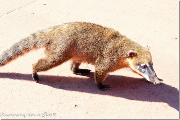 Iguazu Falls- Coati Rodents