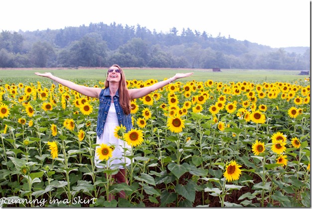 Biltmore Estate Sunflowers