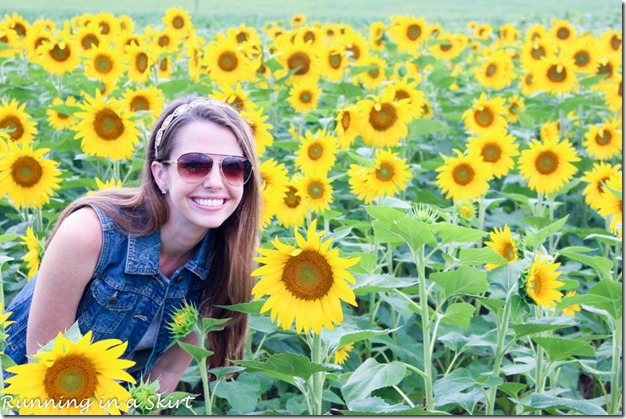 Biltmore Estate Sunflowers