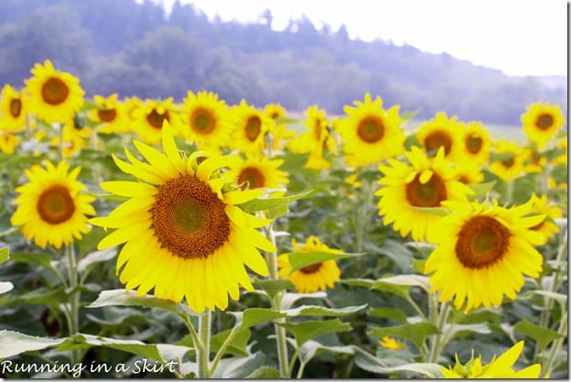 Biltmore Estate Sunflowers