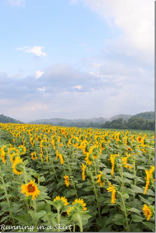 Biltmore Estate Sunflowers