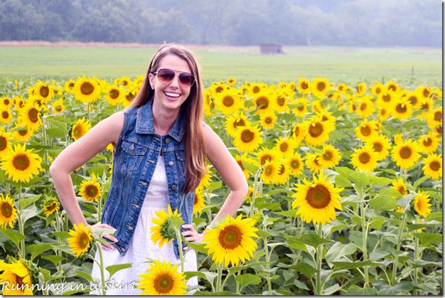 Biltmore Estate Sunflowers