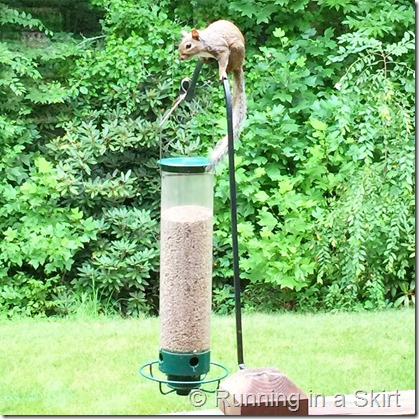 squirrel birdfeeder