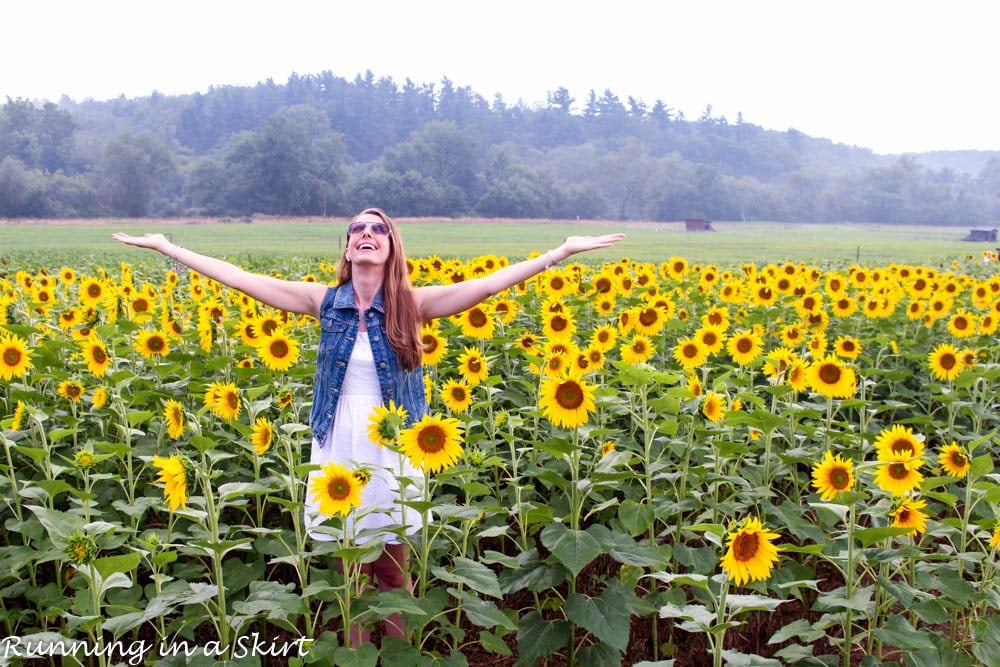 biltmoreestatesunflowers1146