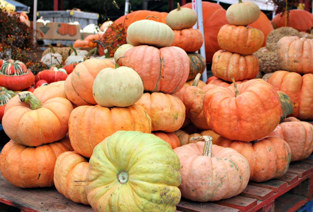 wnc_farmers_market_pumpkins