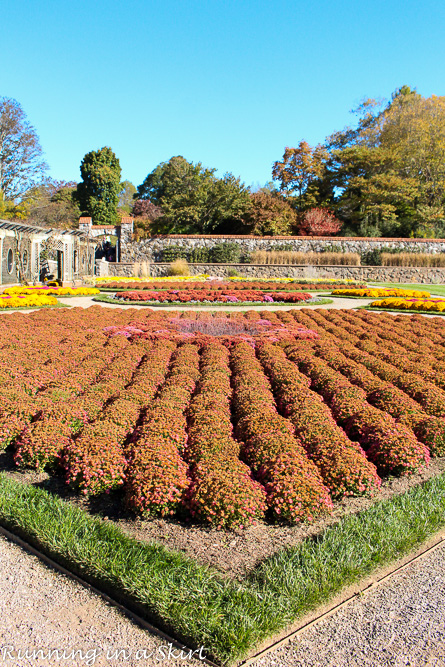 Biltmore Estate Gardens Fall - See gorgeous mums and stunning fall leaves!/ Running in a Skirt