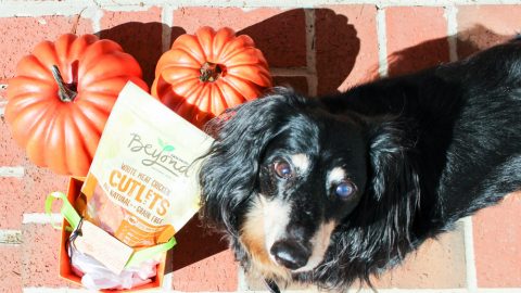 Dog Trick or Treating with Purina Beyond White Meat Chicken Cutlets/ Running in a Skirt