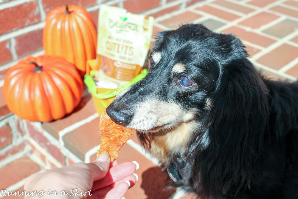 Dog Trick or Treating with Purina Beyond White Meat Chicken Cutlets/ Running in a Skirt