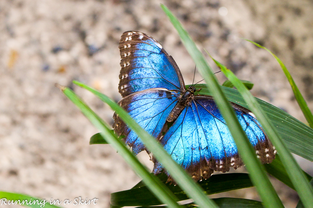 Butterfly's in Key West