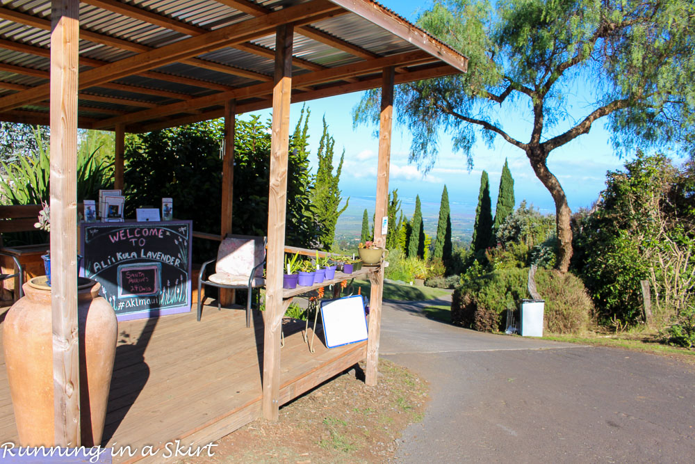 Lavender Farm on Maui, Ali'i' Kula / Running in a Skirt