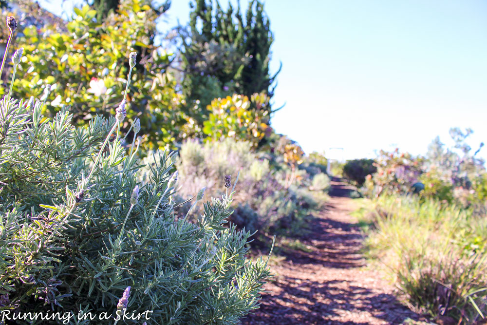 Lavender Farm on Maui, Ali'i' Kula / Running in a Skirt