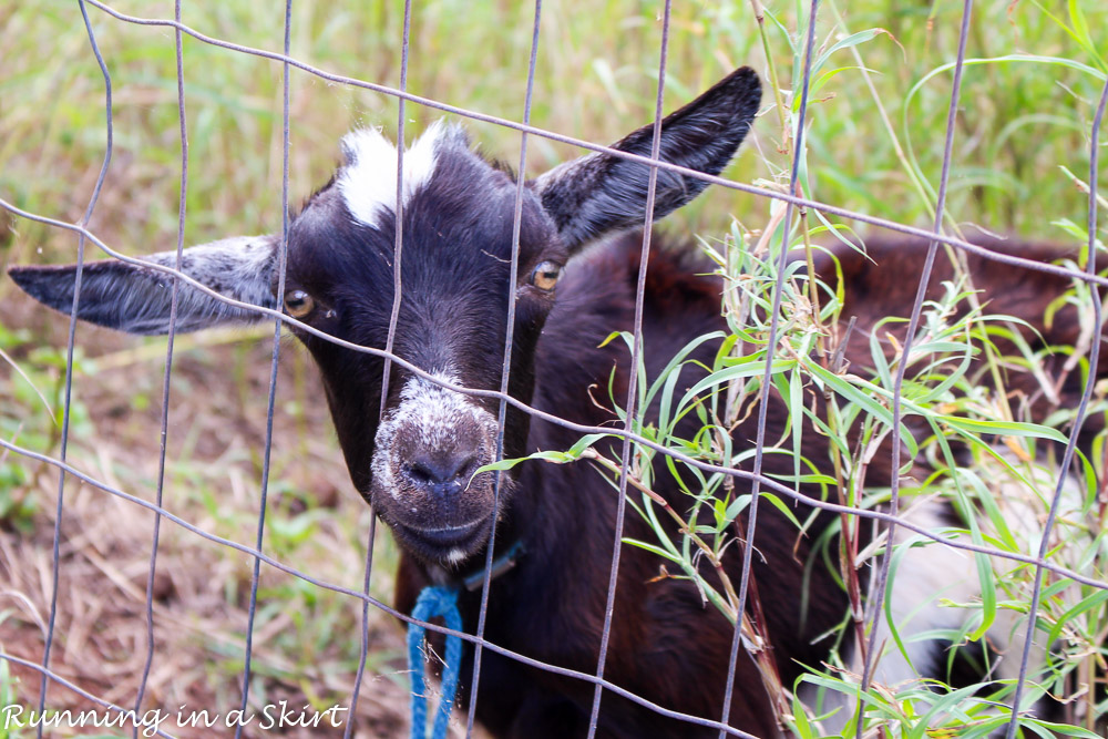 Surfing Goat Farm on Maui / Running in a Skirt