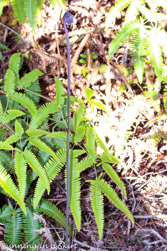 Hawaiian Volcanoes National Park Tips-11