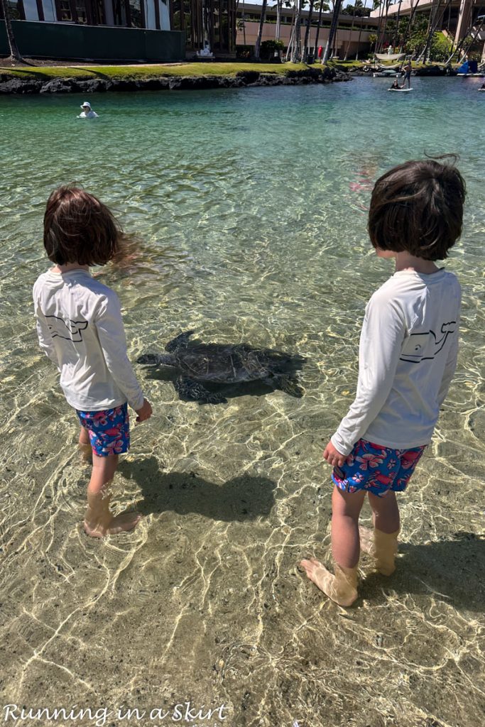 Green Turtle with kids watching it swim.