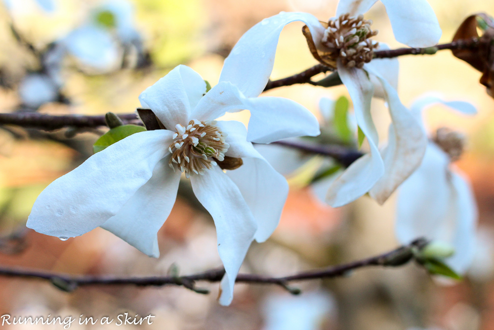 Biltmore Blooms-106-9