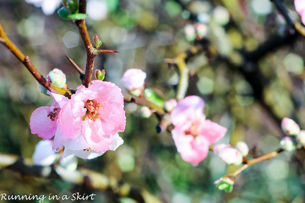 Biltmore Blooms-117-10