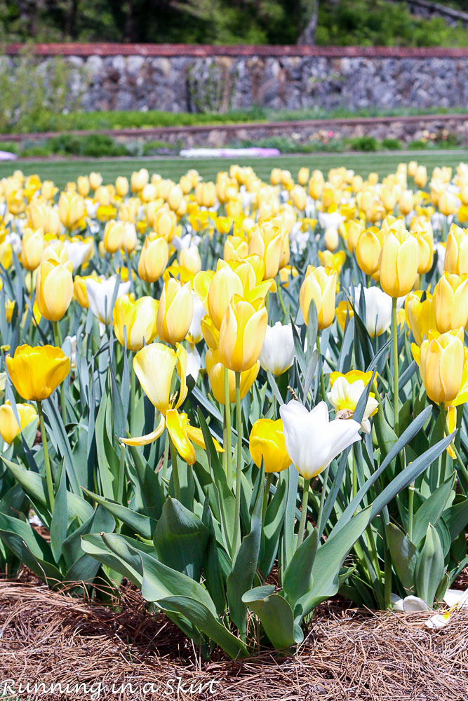 Biltmore Blooms Tulips